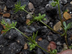 Ammoselinum butleri