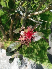 Feijoa sellowiana
