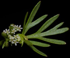 Ammoselinum butleri