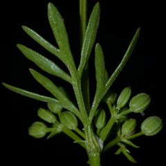Ammoselinum butleri