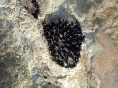 Brachidontes rostratus