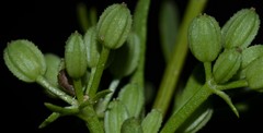 Ammoselinum butleri