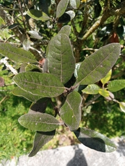 Feijoa sellowiana