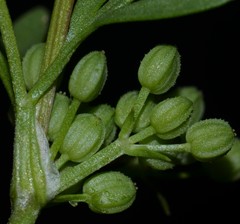 Ammoselinum butleri