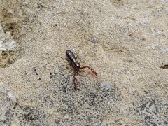 Hesperochernes mirabilis