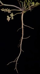 Ammoselinum butleri
