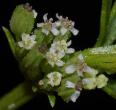 Ammoselinum butleri