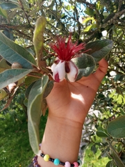 Feijoa sellowiana