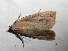 Lophocalama neuritis