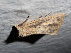 Lophocalama neuritis