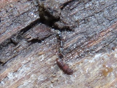 Hypoponera opacior