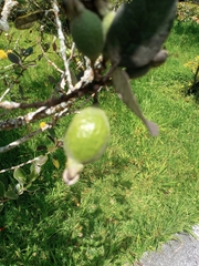 Feijoa sellowiana