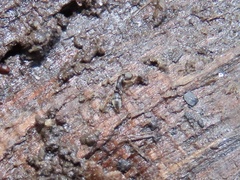 Hypoponera opacior