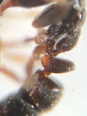 Hypoponera opacior