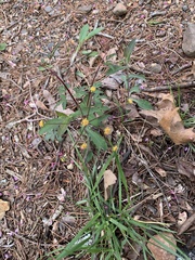 Zizia trifoliata