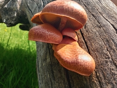 Gymnopilus