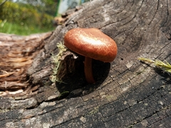 Gymnopilus