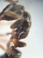 Hypoponera opacior