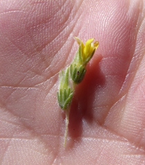 Aspalathus ericifolia ericifolia