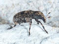 Euparius marmoreus