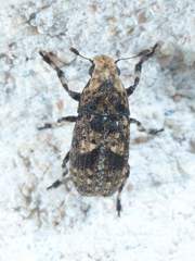 Euparius marmoreus