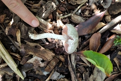 Agaricus moelleroides