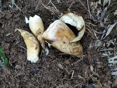 Phyllostachys edulis