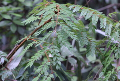 Caesalpinia vernalis