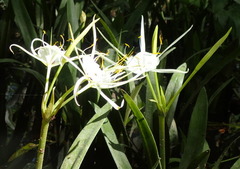 Hymenocallis liriosme