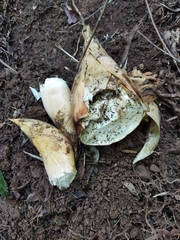 Phyllostachys edulis