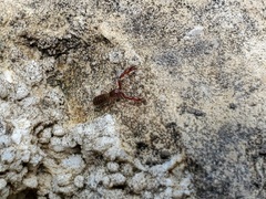 Hesperochernes mirabilis