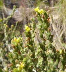 Aspalathus ericifolia ericifolia