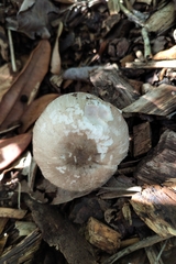 Agaricus moelleroides