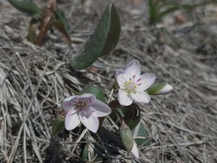 Claytonia rosea