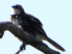 Turdoides hypoleuca