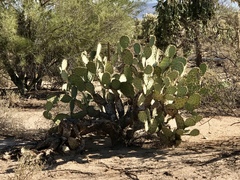 Opuntia engelmannii engelmannii