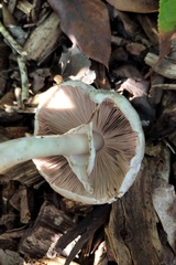 Agaricus moelleroides
