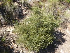 Aspalathus ericifolia ericifolia