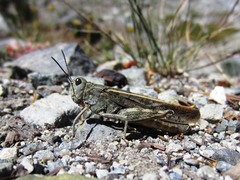 Cratypedes lateritius