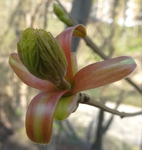 Paprastasis klevas nuotrauka