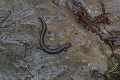 Plethodon dorsalis