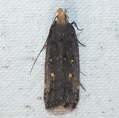 Dichomeris costarufoella