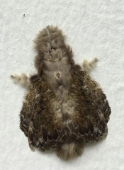 Euglyphis submarginalis