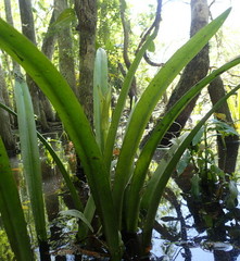 Hymenocallis liriosme