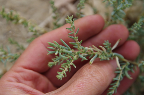 desert seepweed (Suaeda suffrutescens)