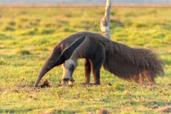 Giant Anteater photo 2