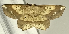 Euchlaena amoenaria