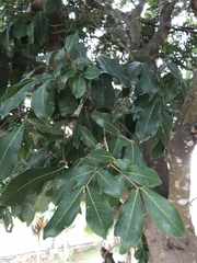 Melicoccus oliviformis