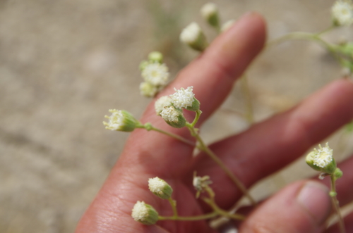Image of Psathyrotopsis scaposa by (c) Eric Knight, some rights reserved (CC BY)