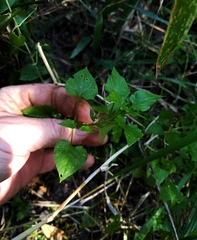 Stellaria cuspidata prostrata